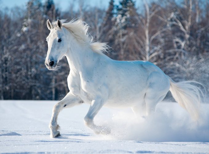 Wallpaper horse, cute animals, snow, winter, 5k, Animals 2450019526